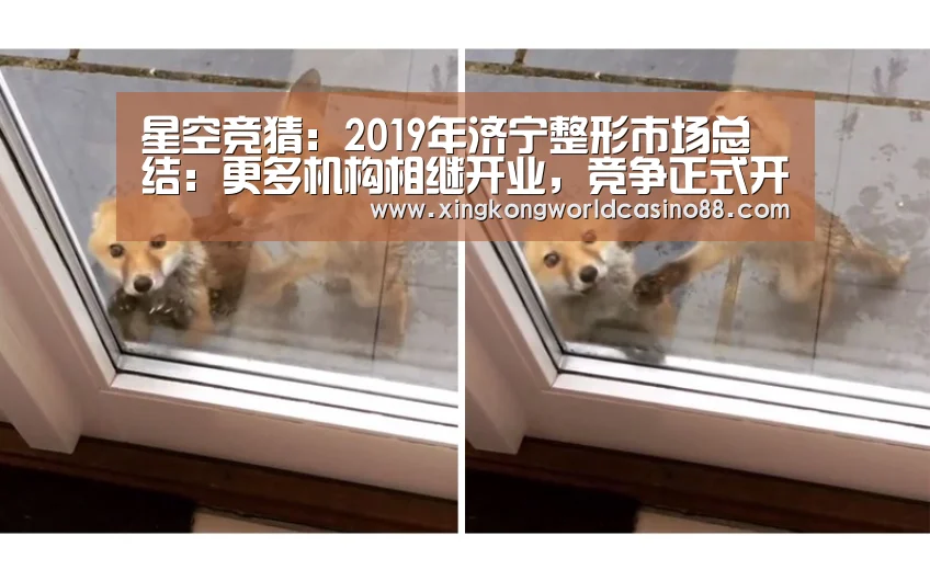 星空竞猜